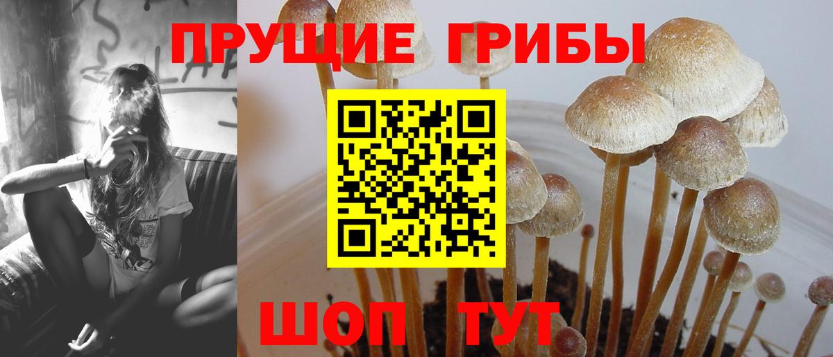 Баксан  Псилоцибиновые грибы GOLDEN TEACHER  хочу   Галлюциногенные грибы Magic Shrooms  Вход с VPN 